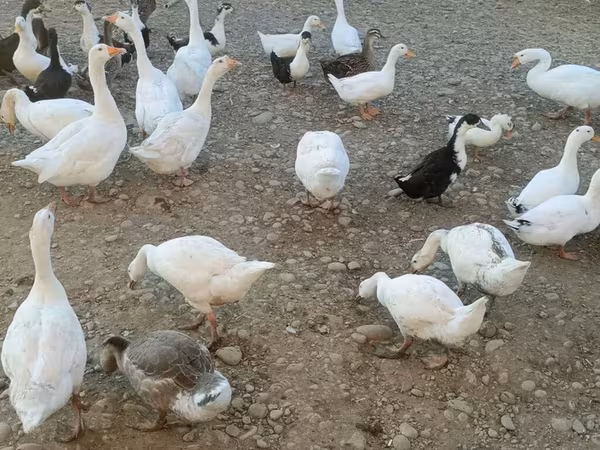 Ducks — Azerbaijan