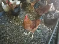 Chickens — Foto 2