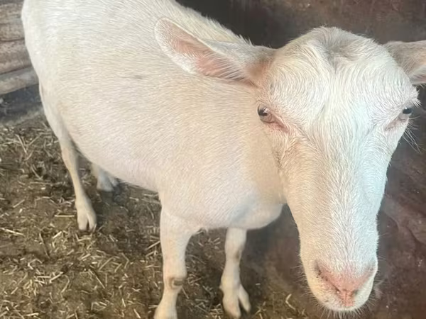 Коза, Saanen goat