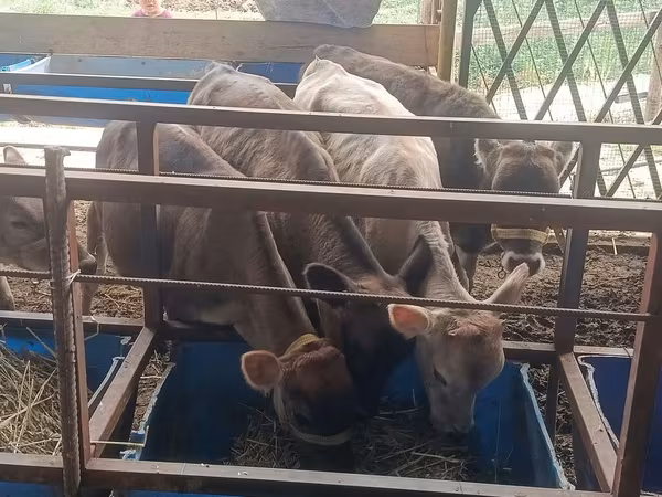 Cow, Simmental cattle