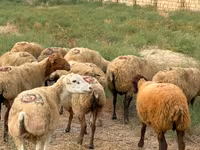 Qoyun, Apsheron sheep — foto 1