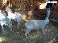 Baran, Merino sheep — zdjęcie 7
