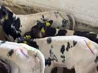 Bovinos (lote, sexo no especificado), Simmental cattle — foto 3