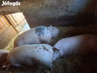 Prasnice, Prasata — foto 1