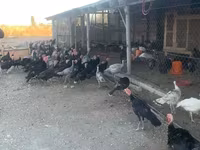 Turkeys — الصورة 2