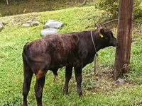 Bulle, Aberdeen-Angus — Foto 1