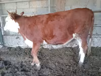 Cow, Simmental cattle — photo 4