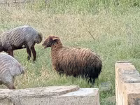 Ram, Sheep — photo 6