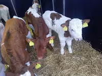सांड, Simmental cattle — फ़ोटो 3