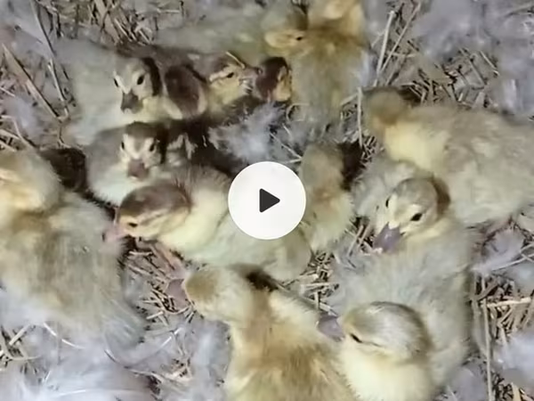Ducks — Azerbaijan