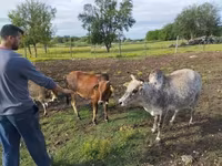 Buğa, Zebu — foto 5
