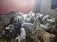 Goat, Goats — photo 7