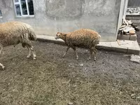 भेड़, भेड़ — फ़ोटो 4