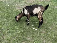 Dişi keçi, Nubian Goat — foto 1