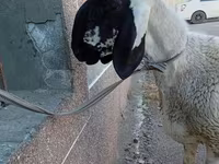 Beran, Arashan sheep — foto 1