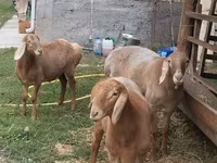 Schaf, Arashan sheep — Foto 5