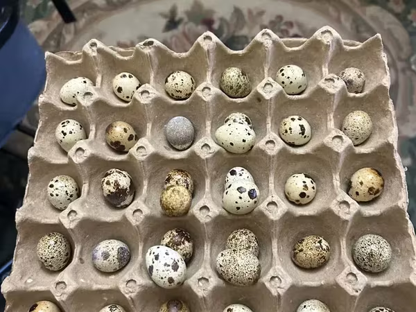Quails — Armenia
