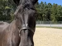 Stute, Percheron — Foto 5
