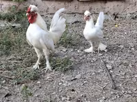 Chickens — 照片 1