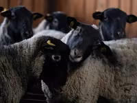 Qoç, Romanov sheep — foto 3