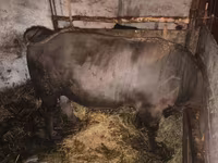 Buğa, Charolais cattle — foto 3