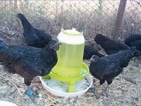 Ayam Cemani — Foto 1
