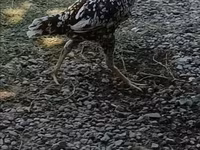 Chickens — foto 3