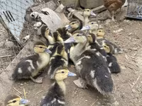 Ducks — photo 1
