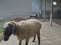 Qoç, Blackheaded Persian sheep — foto 6
