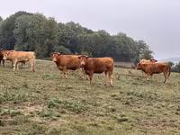Krowa, Krowa limuzyńska — zdjęcie 7