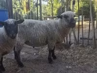Qoʻchqor, Shroshire sheep — 3-rasm