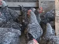 Chickens — photo 3