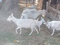 Goat, Dutch Landrace goats — photo 4