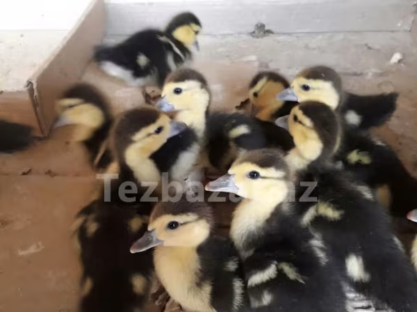 Ducks — Azerbaijan
