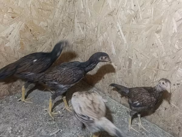 Chickens