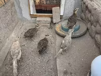 Guinea fowl — Foto 6