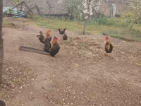 Yapon Bantam — foto 1
