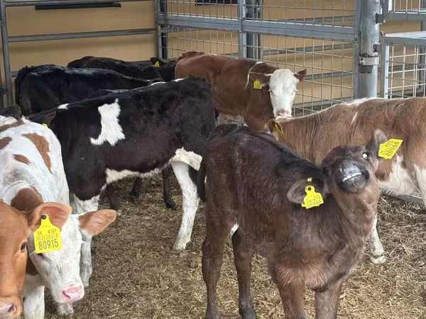 Toro, Ganado vacuno