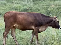 Bulle, Rinder — Foto 2