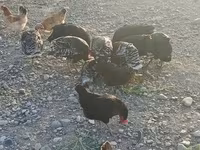 Turkeys — photo 1