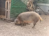 母猪 — 照片 2