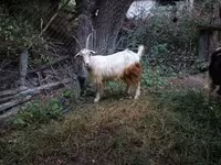 Keçi, Keçilər — foto 5