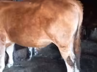 公牛, Cattle — 照片 4