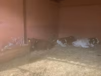 İnək, Yaroslavl cattle — foto 7