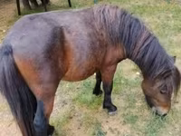 Koń, Shetland Pony — zdjęcie 1