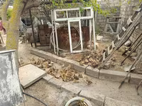 Ducks — الصورة 6
