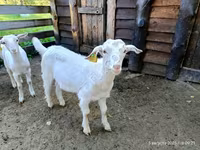 Goats (batch, sex not specified), Goats — photo 2
