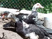Ducks — foto 4