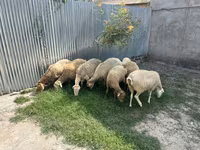Qoç, Qoyunlar — foto 2