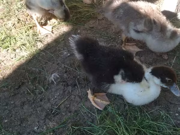 家养麝香鸭